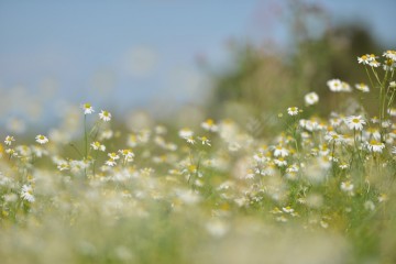 nature-field-flowers-grass-large